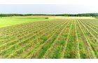 Van Buren County, Michigan farmland - LAND AUCTION - 194+/- ACRES OFFERED IN 5 TRACTS IN VAN BUREN COUNTY, MICHIGAN